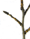 common buckthorn (rhamnus cathartica), twig with oblique-opposite shoots and buds. 2009-01-26, Pentax W60. keywords: purgier-kreuzdorn, nerprun purgatif, ramno catartico